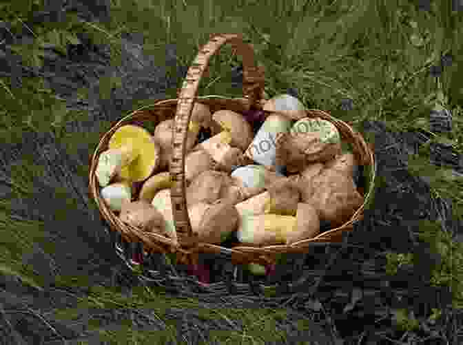 A Basket Filled With Various Edible Wild Plants, Including Berries, Mushrooms, And Leafy Greens, On A Wooden Table In A Forest Setting. Foraging Idaho: Finding Identifying And Preparing Edible Wild Foods (Foraging Series)