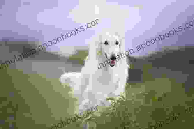 A Borzoi Dog Running Through A Field Of Wildflowers Being Borzoi: Tales Of Adventures