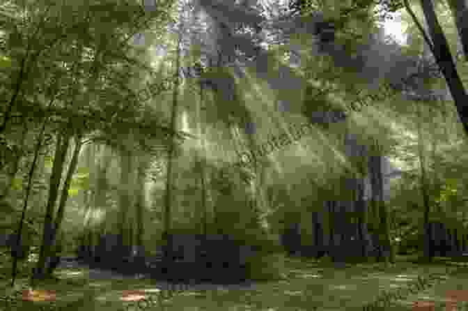 A Breathtaking Photograph Of A Vast Forest, With Sunlight Filtering Through The Canopy, Representing The Embrace Of Nature The Wisdom Of Wild Grace: Poems (Paraclete Poetry)