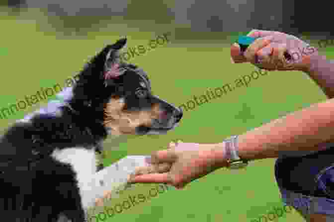 A Dog Being Trained With A Clicker Trick Training For Cats: Smart Fun With The Clicker (Bringing You Closer)