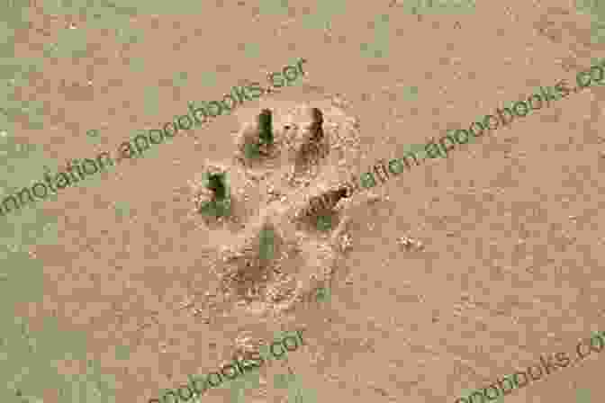 A Dog's Pawprint In The Sand, Symbolically Representing The Enduring Bond Between Humans And Canines Dogs Don T Die Dogs Stay