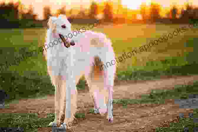 A Family And Their Borzoi Dogs Exploring A Mountain Trail Being Borzoi: Tales Of Adventures