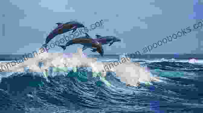 A Group Of Humpback Dolphins Leaping Out Of The Water Humpback Dolphins (Sousa Spp ): Current Status And Conservation Part 1 (Advances In Marine Biology 72)