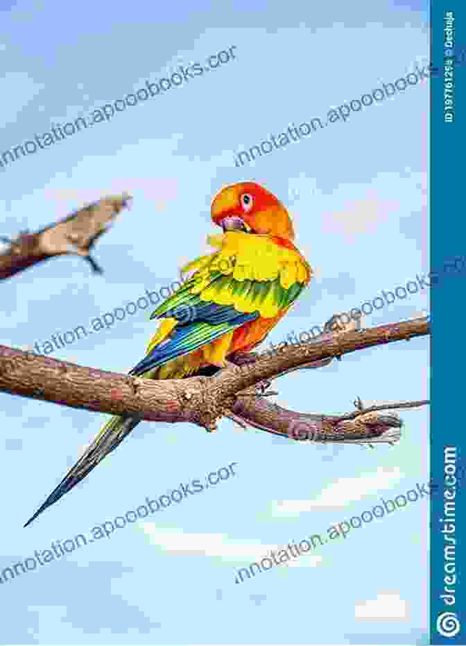 A Happy And Healthy Conure Perched On A Branch Conure: Your Happy Healthy Pet