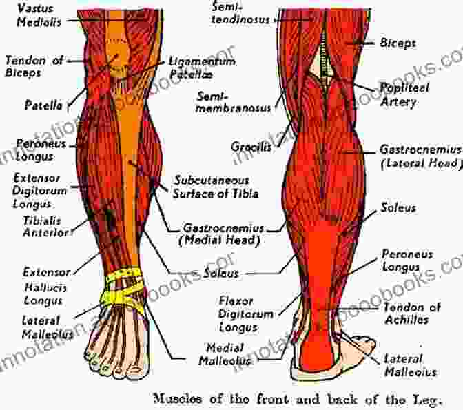 A Meticulously Detailed Diagram Of The Lower Extremity Muscles Musculoskeletal MRI Positioning And Protocols: The Pelvis And Lower Extremity