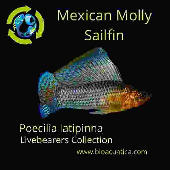 A Mexican Sailfin Molly Mollies Short Finned Molly Sailfin Molly Mexican Sailfin Molly (Livebearing Fish 2)