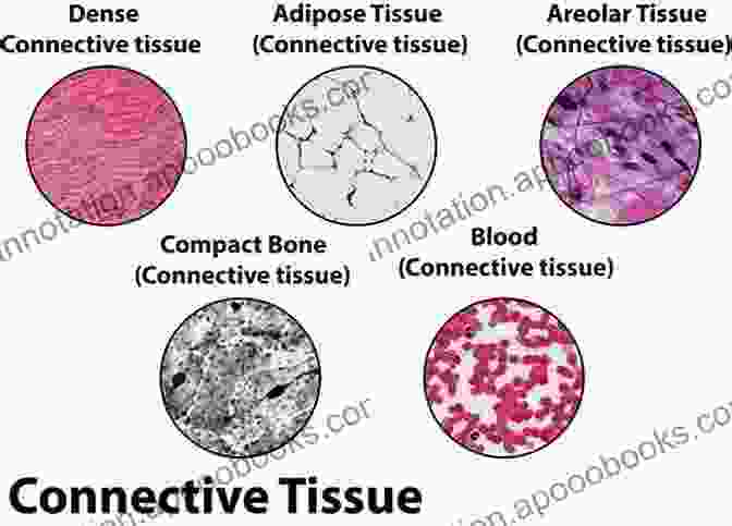 A Microscopic Glimpse Into The Intricate Network Of Connective Tissues Musculoskeletal MRI Positioning And Protocols: The Pelvis And Lower Extremity