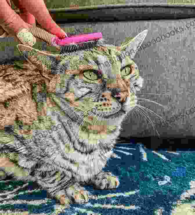 A Photo Of A Bengal Cat Being Groomed Bengal Cat As Pet : The Best Pet Owner Manual On Bengal Cat Care Training Personality Grooming Feeding And Health For Beginners