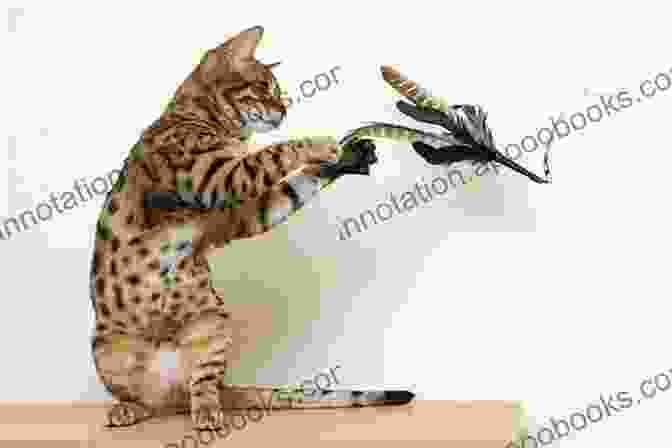 A Photo Of A Bengal Cat Playing With A Toy Bengal Cat As Pet : The Best Pet Owner Manual On Bengal Cat Care Training Personality Grooming Feeding And Health For Beginners