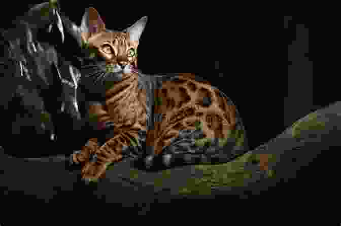 A Photo Of A Bengal Cat Showing Off Its Striking Coat Bengal Cat As Pet : The Best Pet Owner Manual On Bengal Cat Care Training Personality Grooming Feeding And Health For Beginners