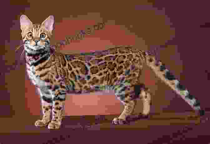 A Photo Of A Bengal Cat With Its Striking Leopard Like Markings Bengal Cat As Pet : The Best Pet Owner Manual On Bengal Cat Care Training Personality Grooming Feeding And Health For Beginners