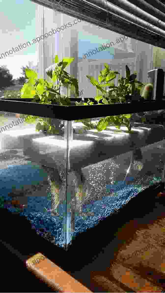 A Photo Of A Hydroponic And Aquaponic System Growing Plants And Fish Together Hydroponics And Aquaponics For Beginners: 2 In 1 The Complete Home Gardening And Fish Farming Guide To Grow Vegetables Herbs And Fruits At Home Without Soil (Super Simple Gardening Guides)