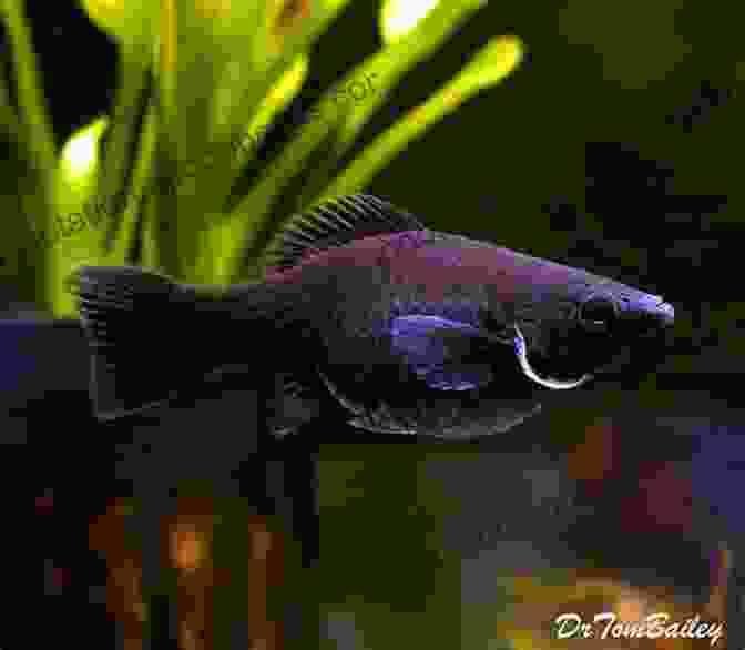 A Sailfin Molly Mollies Short Finned Molly Sailfin Molly Mexican Sailfin Molly (Livebearing Fish 2)