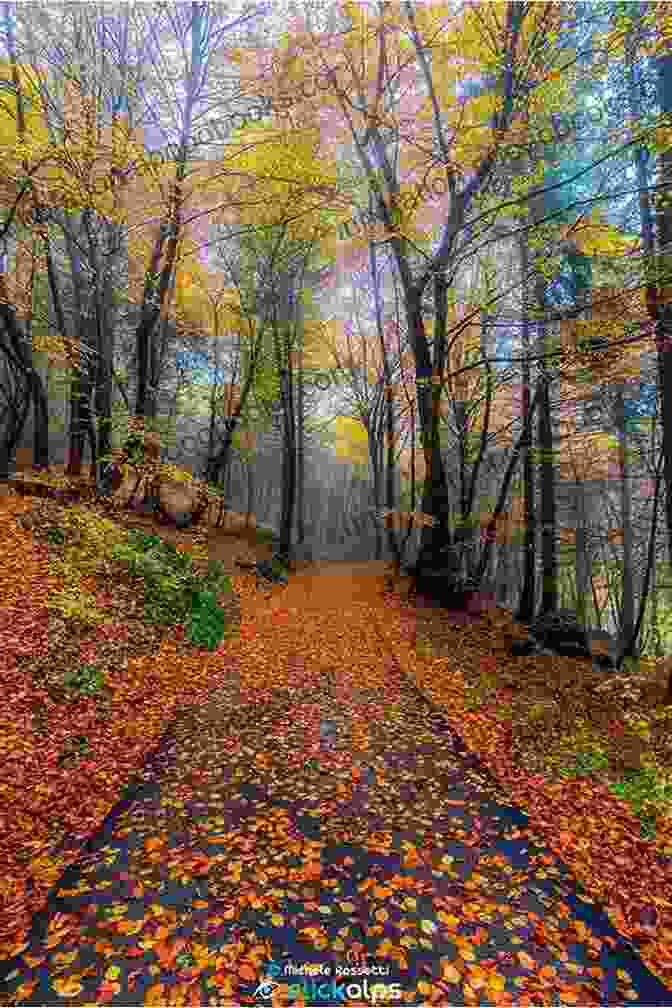 A Tranquil Forest Scene, Echoing Rossetti's Celebration Of Nature's Beauty Selected Poems Of Christina Rossetti (Wordsworth Poetry Library)