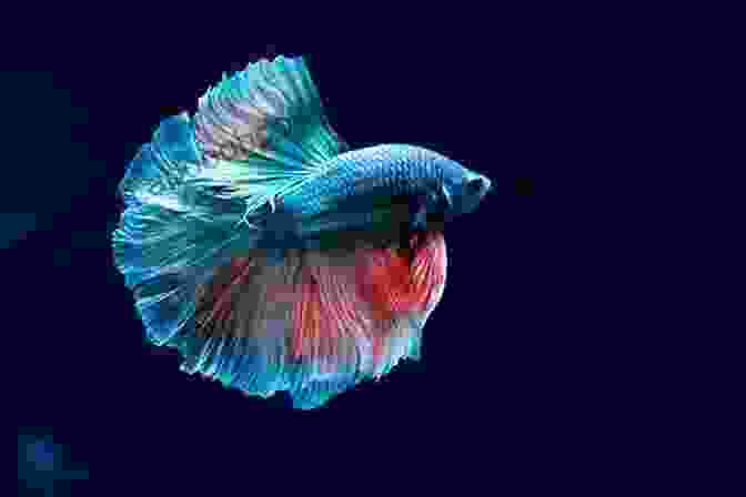 A Vibrant Betta Fish With Flowing Fins Betta Fish 101: The Complete Betta Fish Keeping Guide