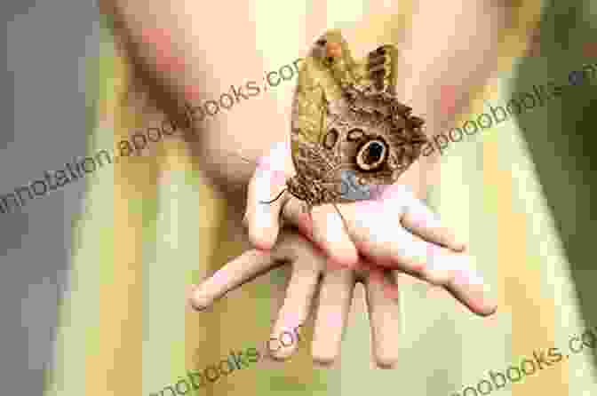 A Young Eileen, Her Eyes Filled With Wonder, Gently Holding A Butterfly In Her Hands Guardian Of Butterflies Eileen Small