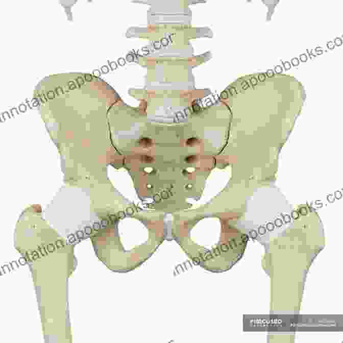 An Intricate Illustration Of The Human Pelvis Musculoskeletal MRI Positioning And Protocols: The Pelvis And Lower Extremity