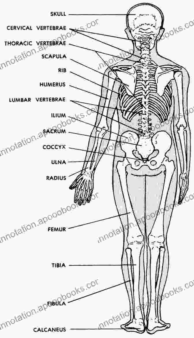 Detailed Diagram Of The Human Skeletal System Medical Science (The Study Of Science)