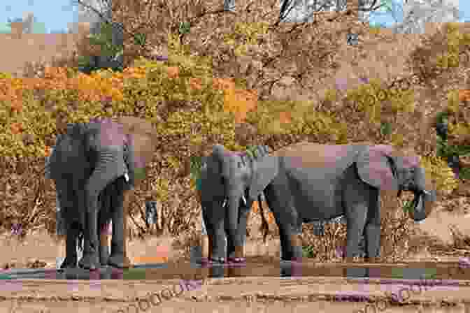 Majestic African Elephant In The Kruger National Park, South Africa This Is South Africa (This Is 3)