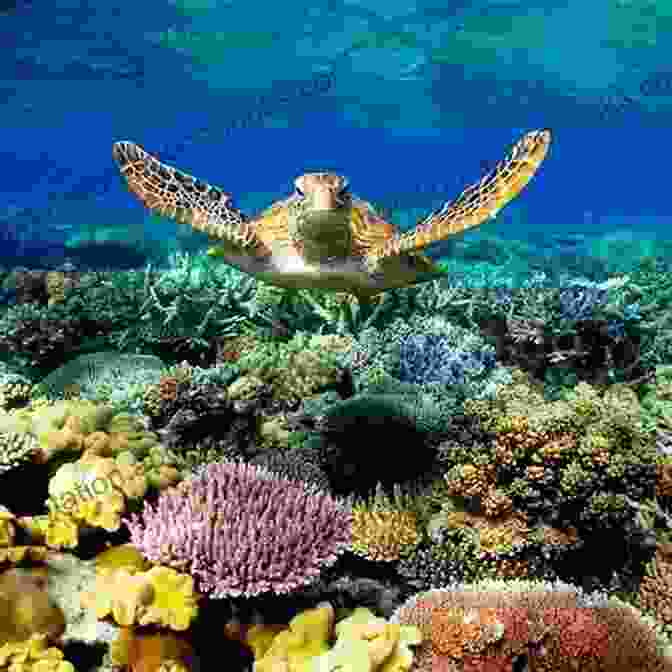 Majestic Sea Turtle Gliding Through Pristine Coral Reefs Bewitching Corals Part 1 Netty Ejike