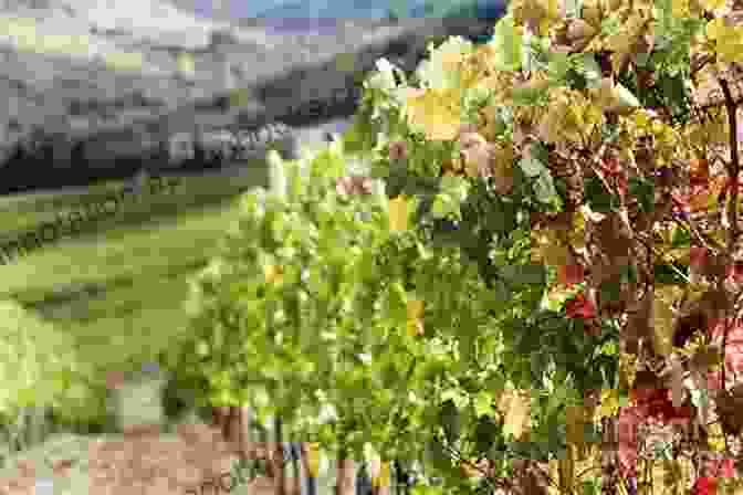 Rows Of Grapevines In The Vineyards Of Marsala, Producing The Renowned Fortified Wine Ten Eminent Destinations To Visit In Sicily