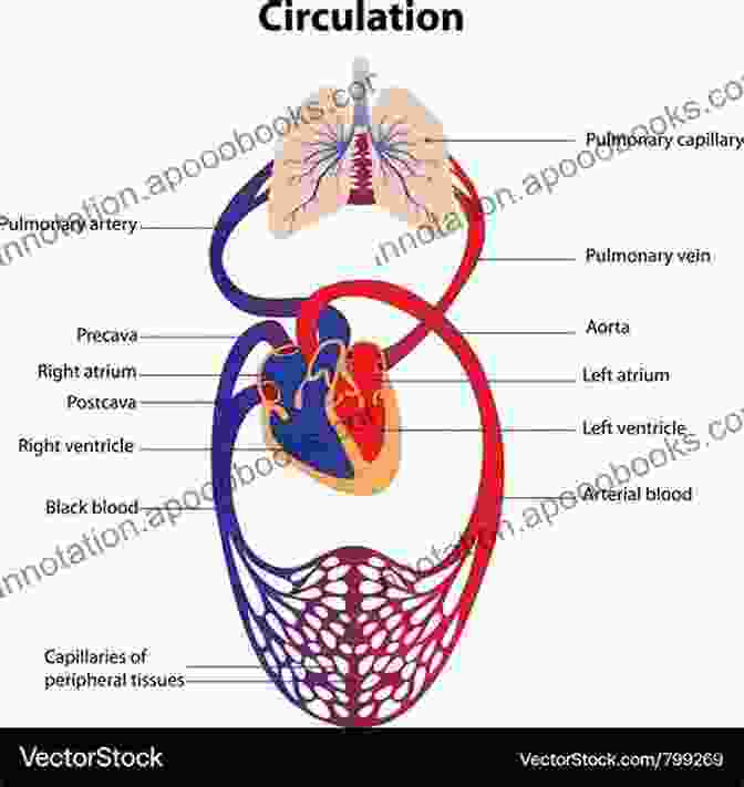 Schematic Representation Of The Circulatory System Medical Science (The Study Of Science)