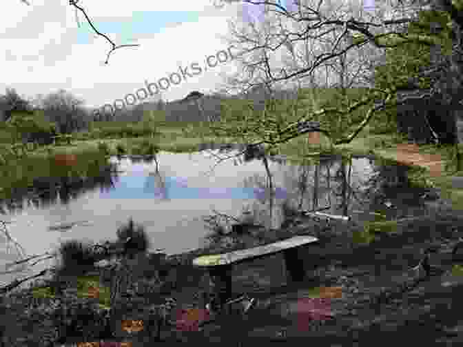 The Desolate And Unforgiving Landscape Of Egdon Heath, The Setting Of The Tempest: The Dorset Boy 5