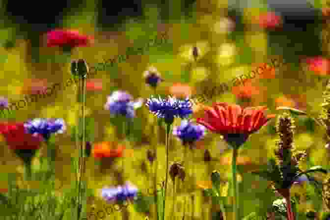 Vibrant Wildflowers Blooming In A Meadow Cottage Country: A Haiku Collection