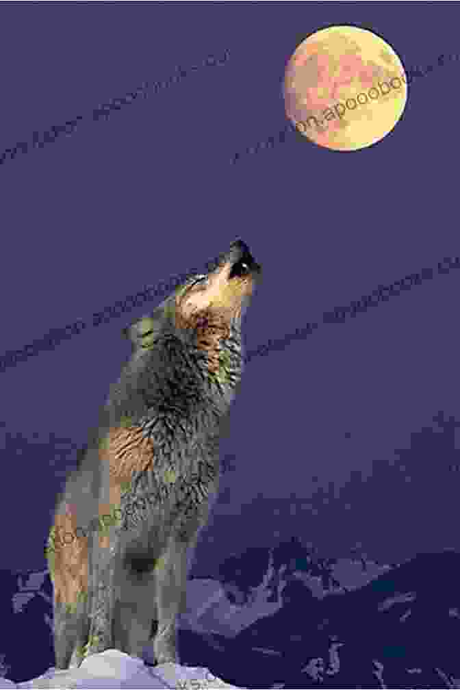 Wolf Howling At The Moon Wolf The Protector Christopher Dyer