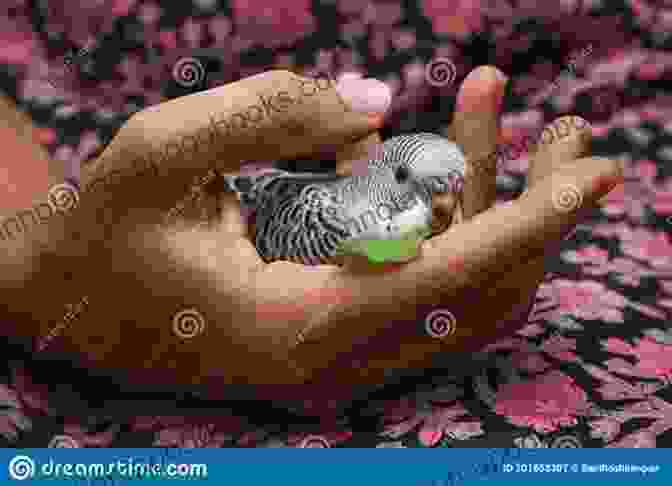 Young Girl Feeding Her Pet Budgie BASIC GUIDE TO BUDGIE CARE FOR BEGINNERS: Best Guide On Everything You Need To Know About Budgie: Care Food Health Behavior Disease Housing And Much More