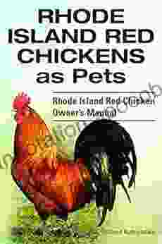 Rhode Island Red Chicken Owner s Manual Rhode Island Red Chickens as Pets